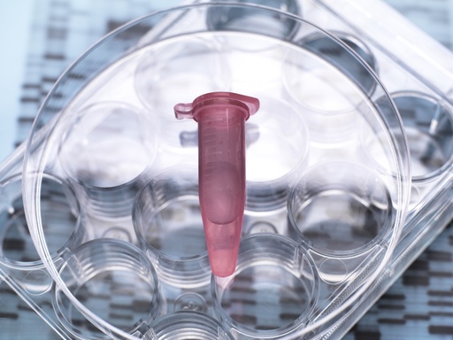 [GEN - BXP2102-ISRE] pHTS-Neo-ISRE